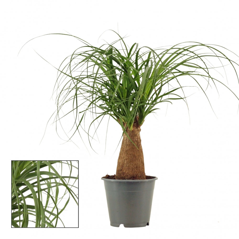 Plants Beaucarnea recht green 35 A1 Decorum Netherlands buy wholesale on M-Flowers