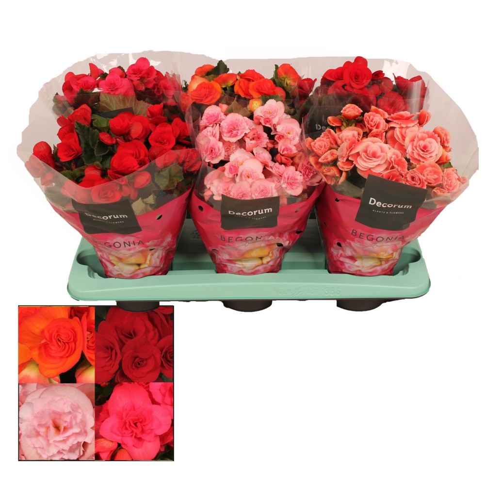 Plants Begonia gemengd zonder geel en wit 30 A1 Decorum NL buy wholesale on M-Flowers