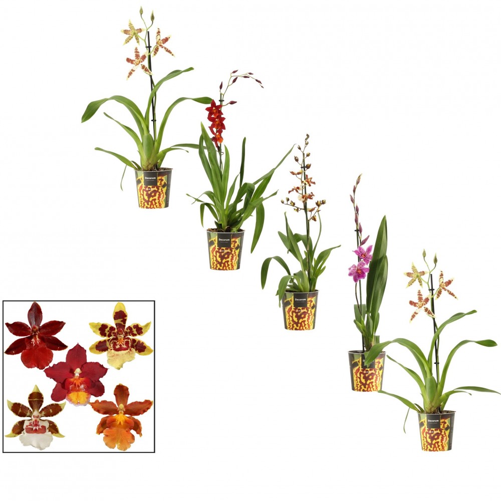 Plants Cambria 1tak mix multicolor 60 A1 Plants Cambria 1tak mix 60 A1 Decorum NL buy wholesale on M-Flowers