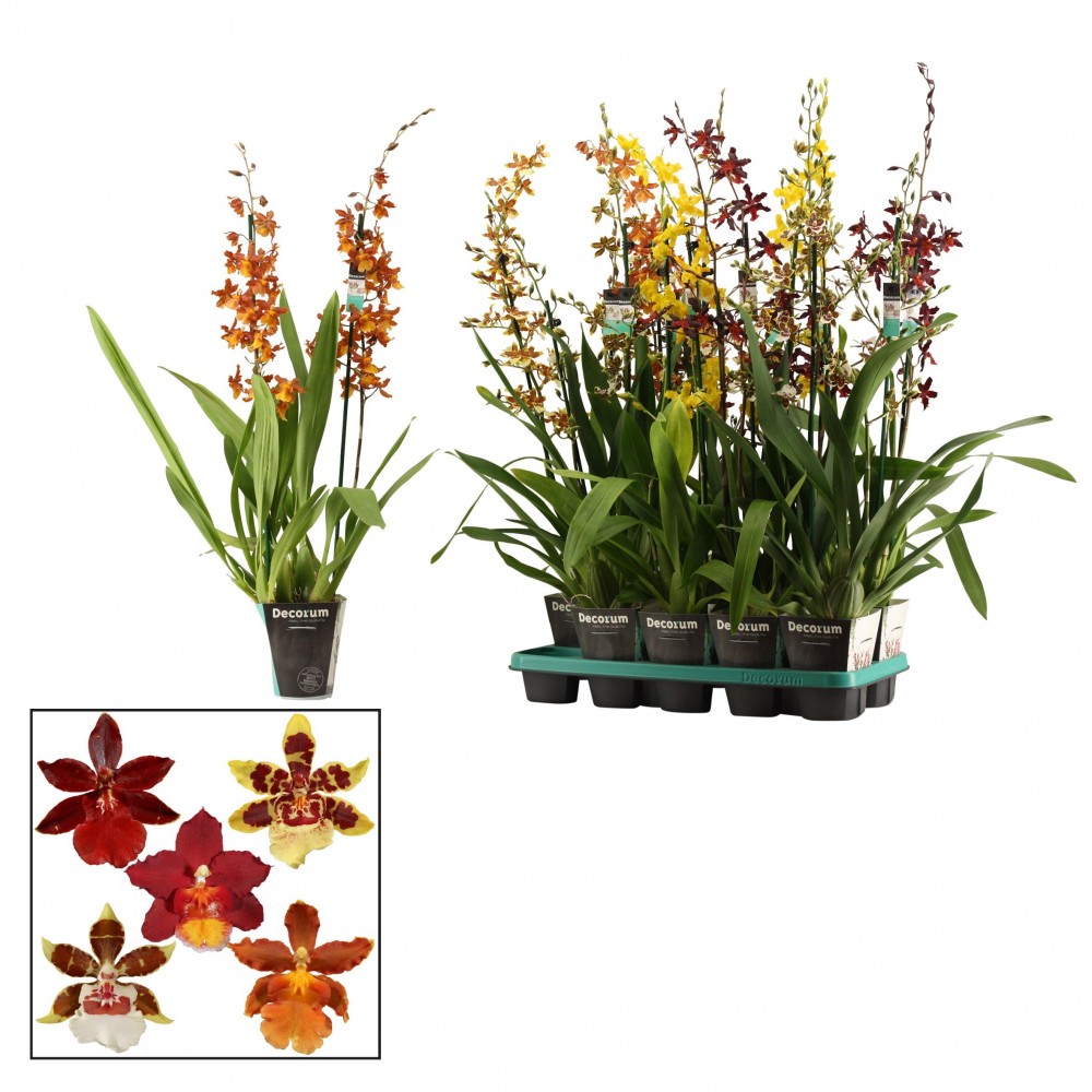 Plants Cambria 2tak mix XXL 85 A1 Decorum NL buy wholesale on M-Flowers