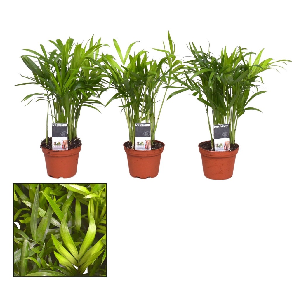 Plants Chamaedorea elegans7 green 25 A1 Decorum Netherlands comprar al por mayor en M-Flowers