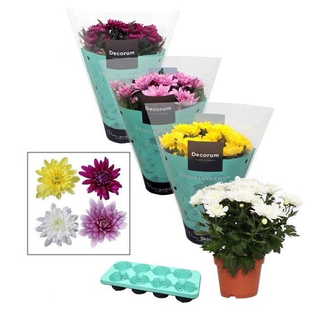 Plants Chrysanne Grandezza Mix multicolor 25 A1 Decorum Netherlands buy wholesale on M-Flowers