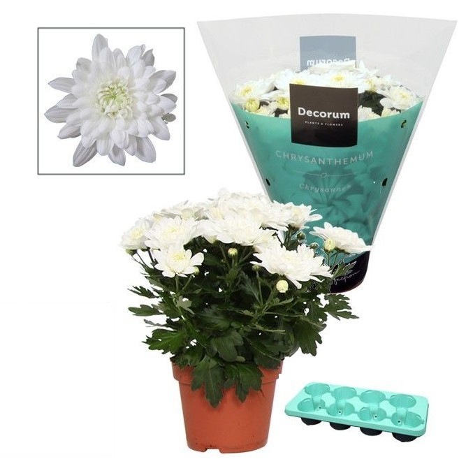 Plants Chrysanne Grandezza White white 25 A1 Decorum Netherlands comprar al por mayor en M-Flowers