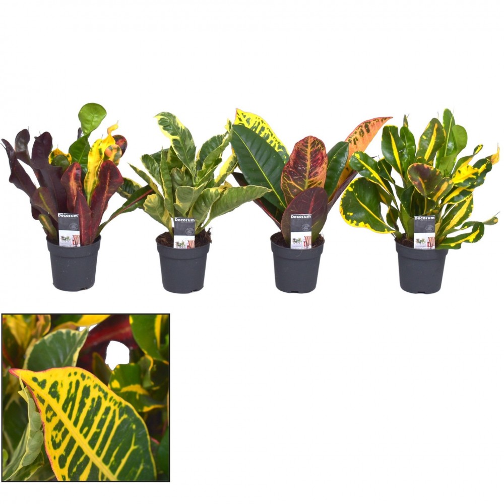 Plants Croton gemengd kopstek multicolor 20 A1 Decorum Netherlands buy wholesale on M-Flowers