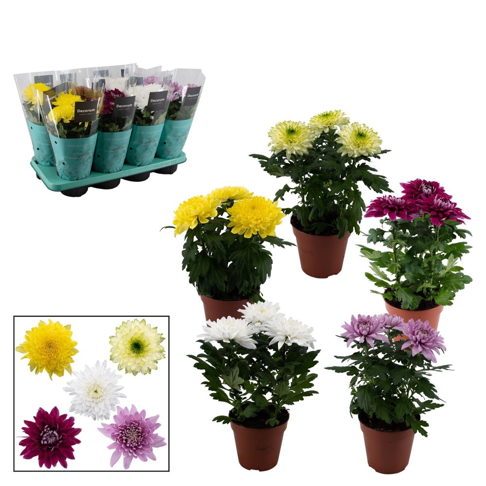 Plants Chrysanne Zembla Next mix 35 A1 Decorum NL buy wholesale on M-Flowers