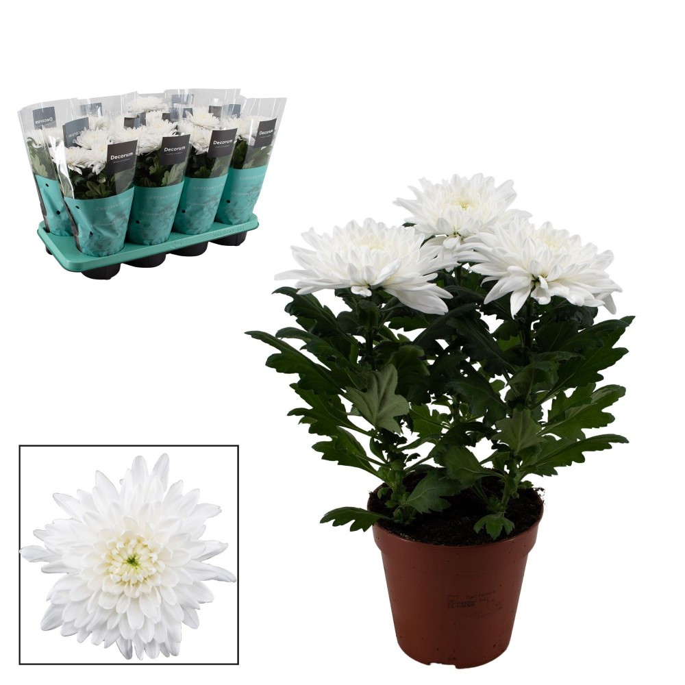 Plants Chrysanne Zembla Next White white 35 A1 Decorum Netherlands comprar al por mayor en M-Flowers