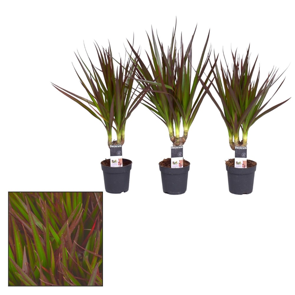 Plants Dracaena Magenta stam green 30 A1 Decorum Netherlands comprar al por mayor en M-Flowers