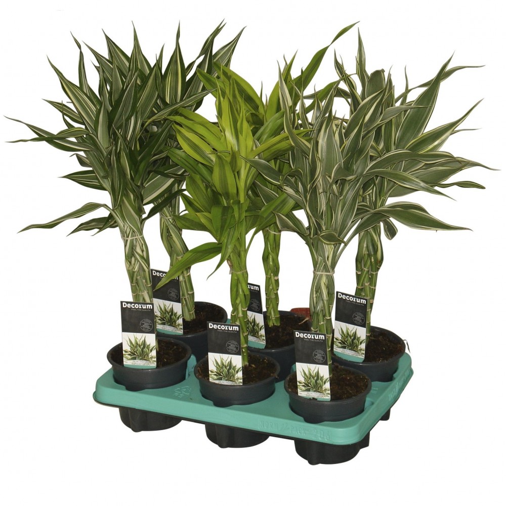 Plants Dracaena Sanderiana vlecht mix green 50 A1 Decorum Netherlands buy wholesale on M-Flowers