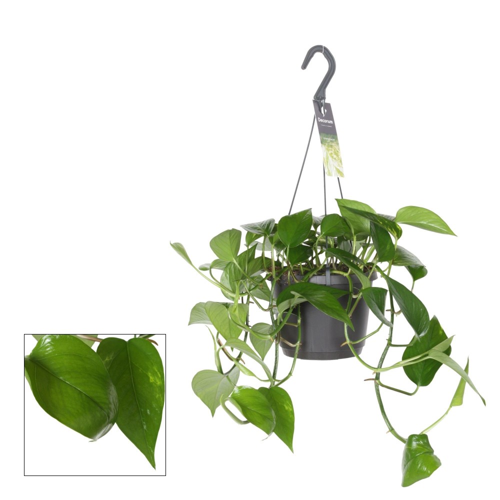 Plants Epipremnum Pinnatum Aureum (Hang) 30 A1 Decorum NL buy wholesale on M-Flowers