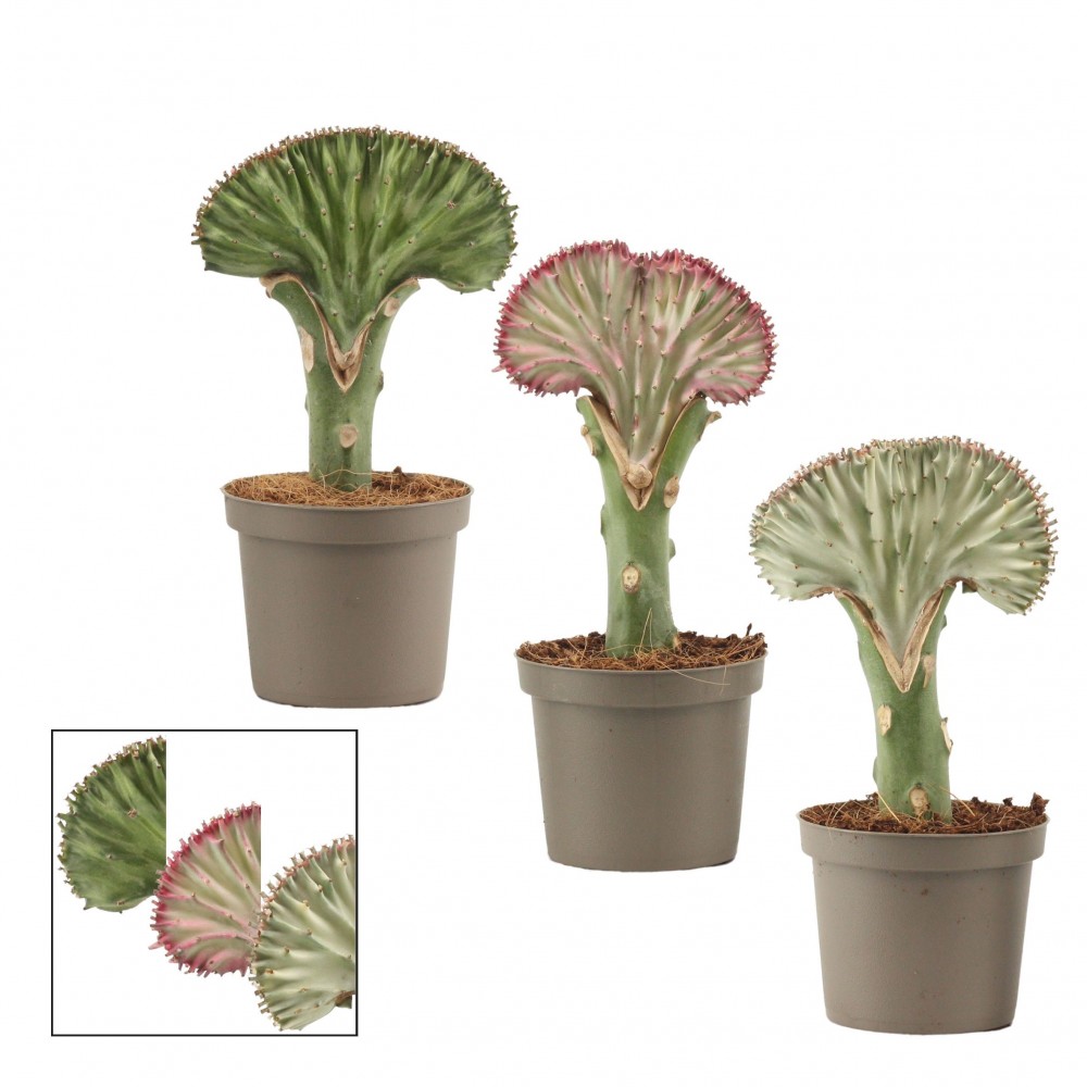 Plants Euphorbia Lactea green 22 A1 Plants Euphorbia Lactea 22 A1 Decorum NL buy wholesale on M-Flowers