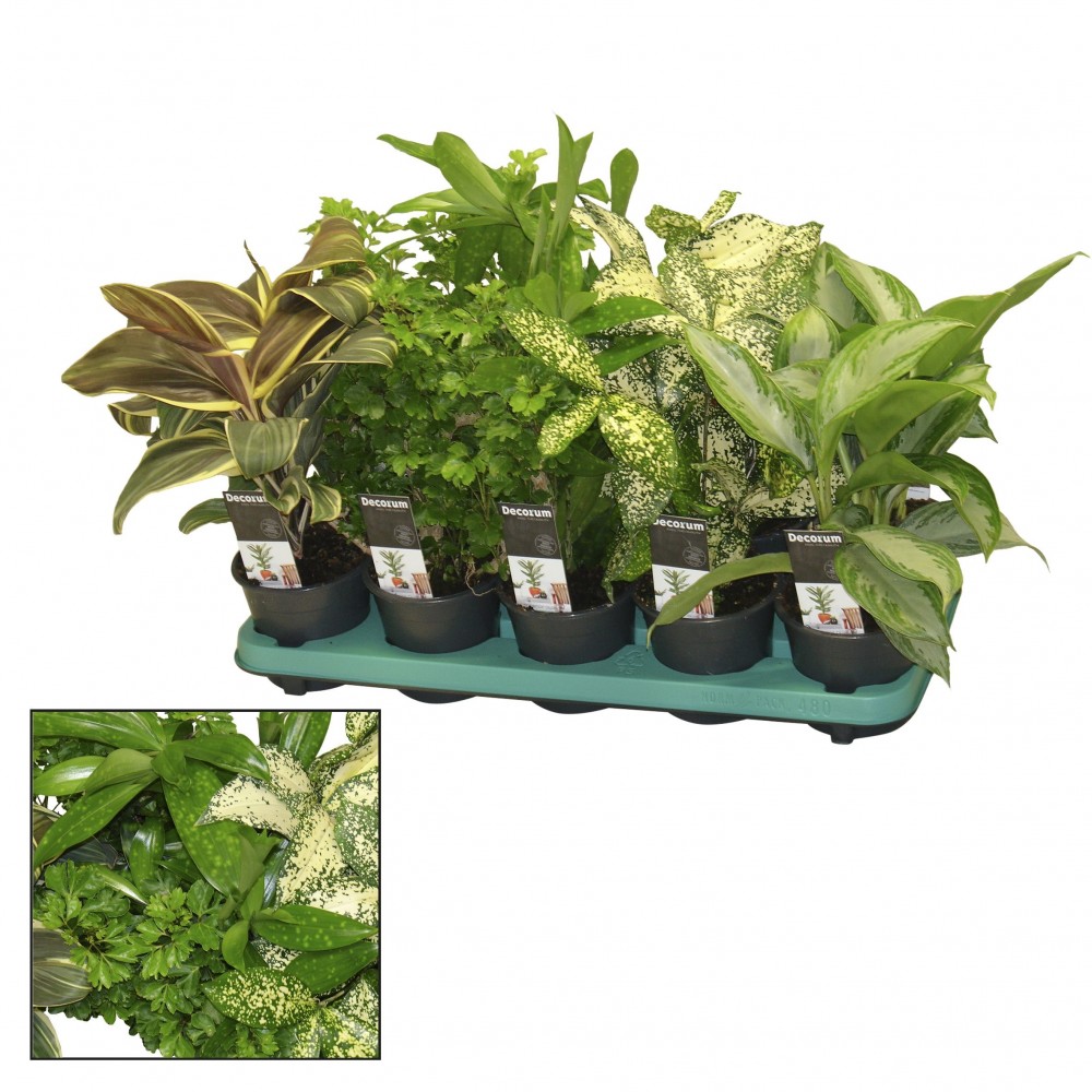 Plants Green Extreme Mix 50 A1 Decorum NL buy wholesale on M-Flowers