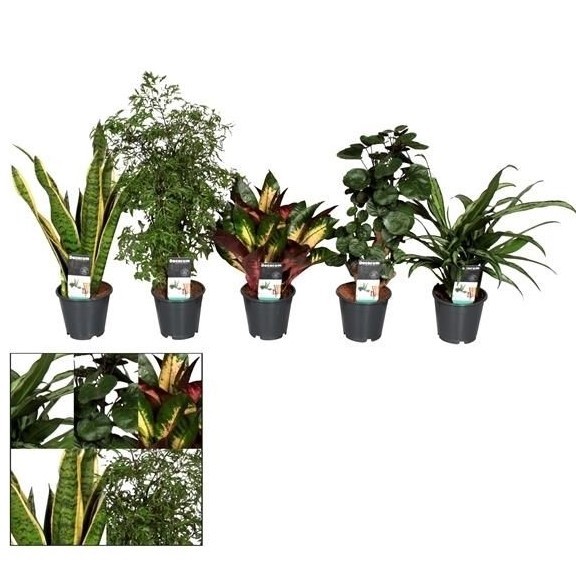 Plants Groenmix Bali (diverse soorten) 60 A1 Decorum NL buy wholesale on M-Flowers