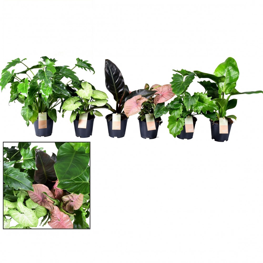 Plants Groenmix Feel Green green 40 A1 Decorum Netherlands buy wholesale on M-Flowers