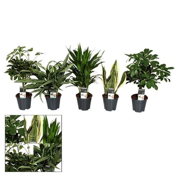 Plants Groenmix Jamaica (diverse soorten) green 55 A1 Decorum Netherlands buy wholesale on M-Flowers