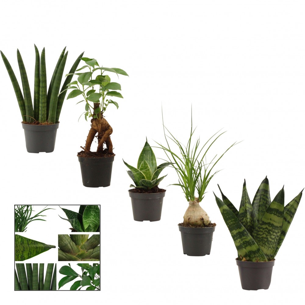 Plants Groenmix mini 17 A1 Decorum NL comprar al por mayor en M-Flowers