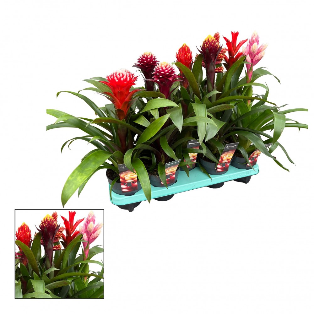 Plants Guzmania Bolmix Exclusive multicolor 50 A1 Decorum Netherlands buy wholesale on M-Flowers