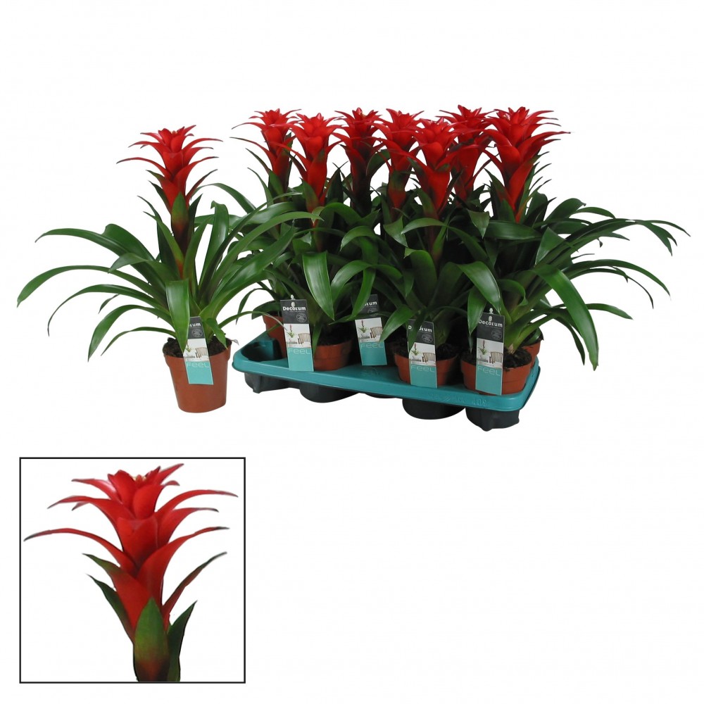 Plants Guzmania Calypso multicolor 50 A1 Decorum Netherlands buy wholesale on M-Flowers