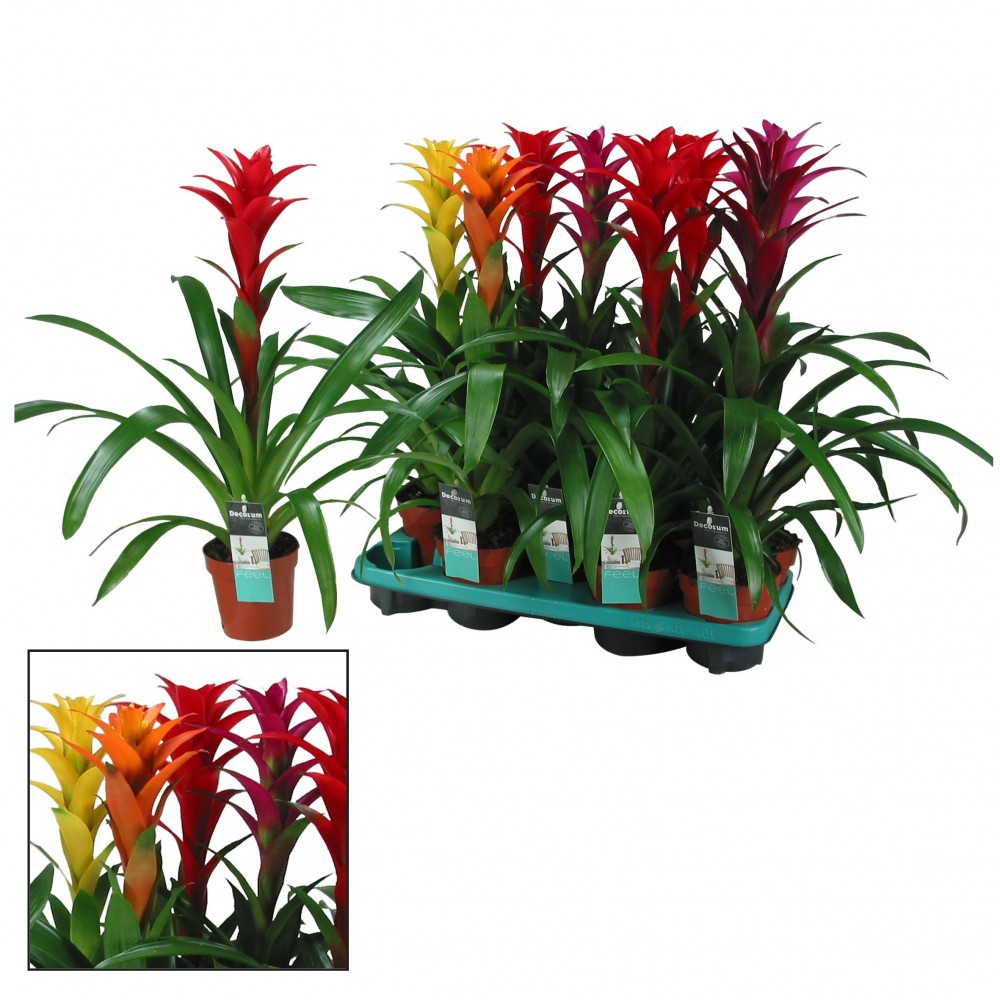 Plants Guzmania Maxima Mix multicolor 60 A1 Decorum Netherlands buy wholesale on M-Flowers