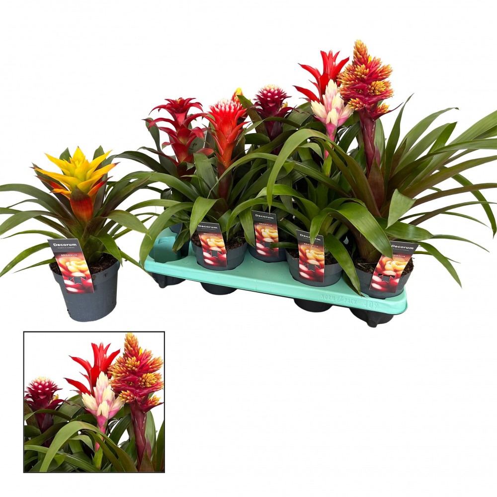 Plants Guzmania Special Mix 50 A1 Decorum NL buy wholesale on M-Flowers