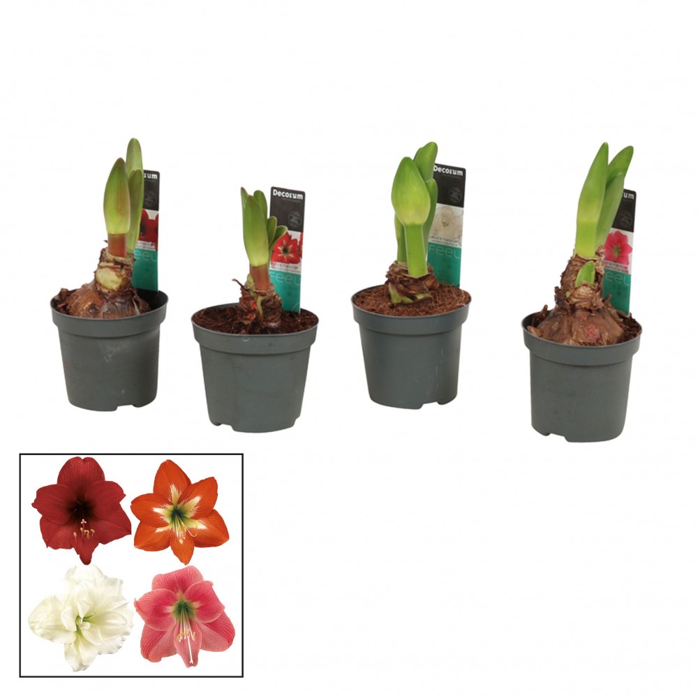 Plants Hippeastrum Kolibri Mix Knop 15 A1 Decorum NL comprar al por mayor en M-Flowers