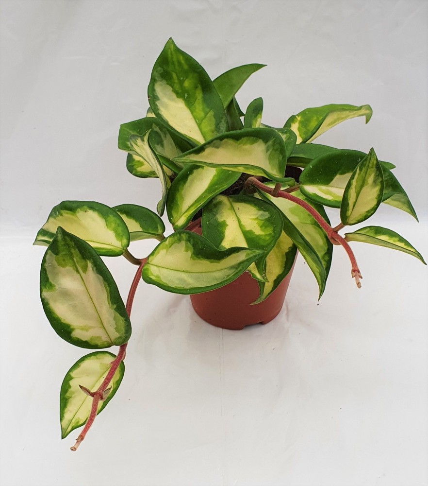 Plants Hoya carnosa Tricolor 5 A1 Decorum NL comprar al por mayor en M-Flowers