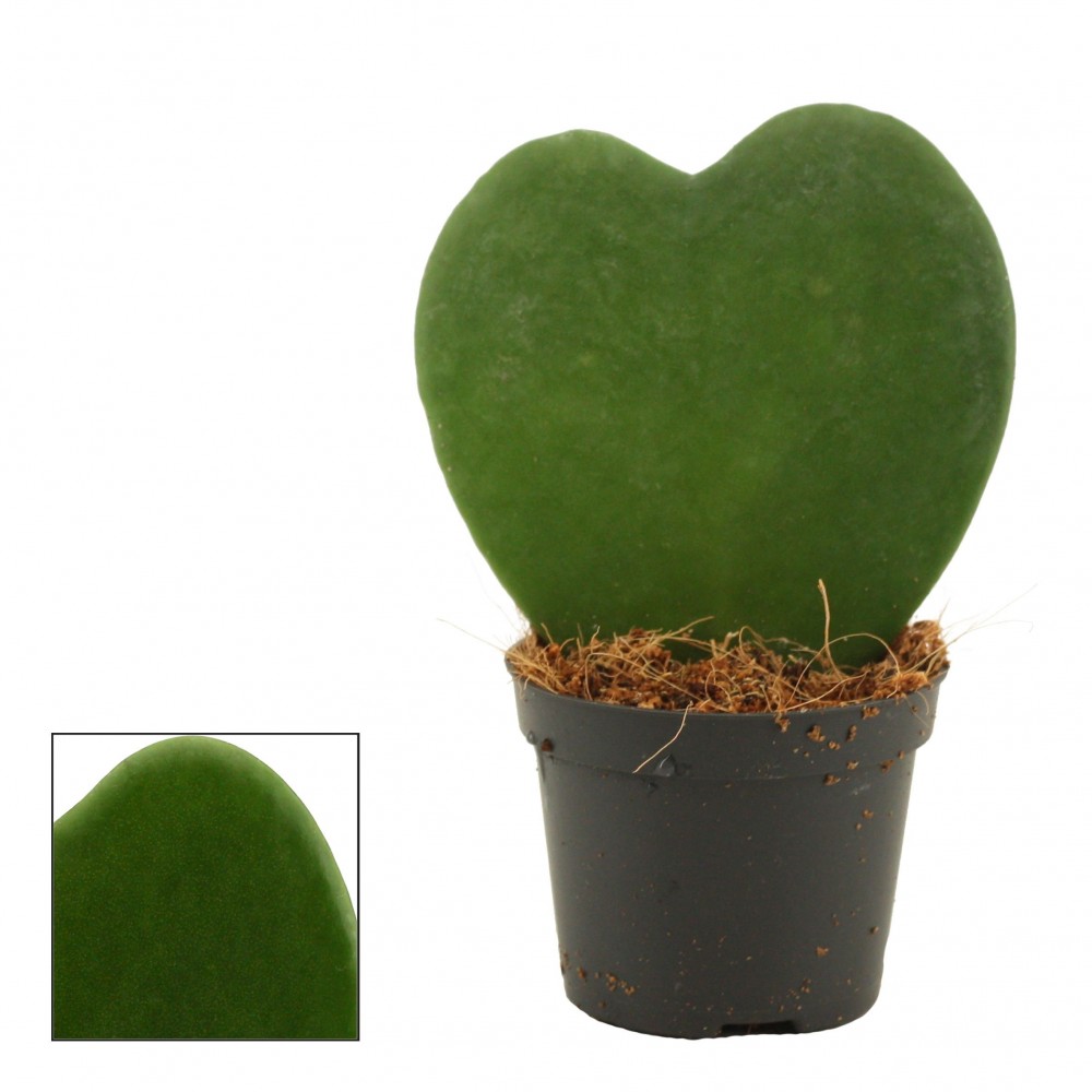 Plants Hoya Kerrii Single6 11 A1 Decorum NL comprar al por mayor en M-Flowers