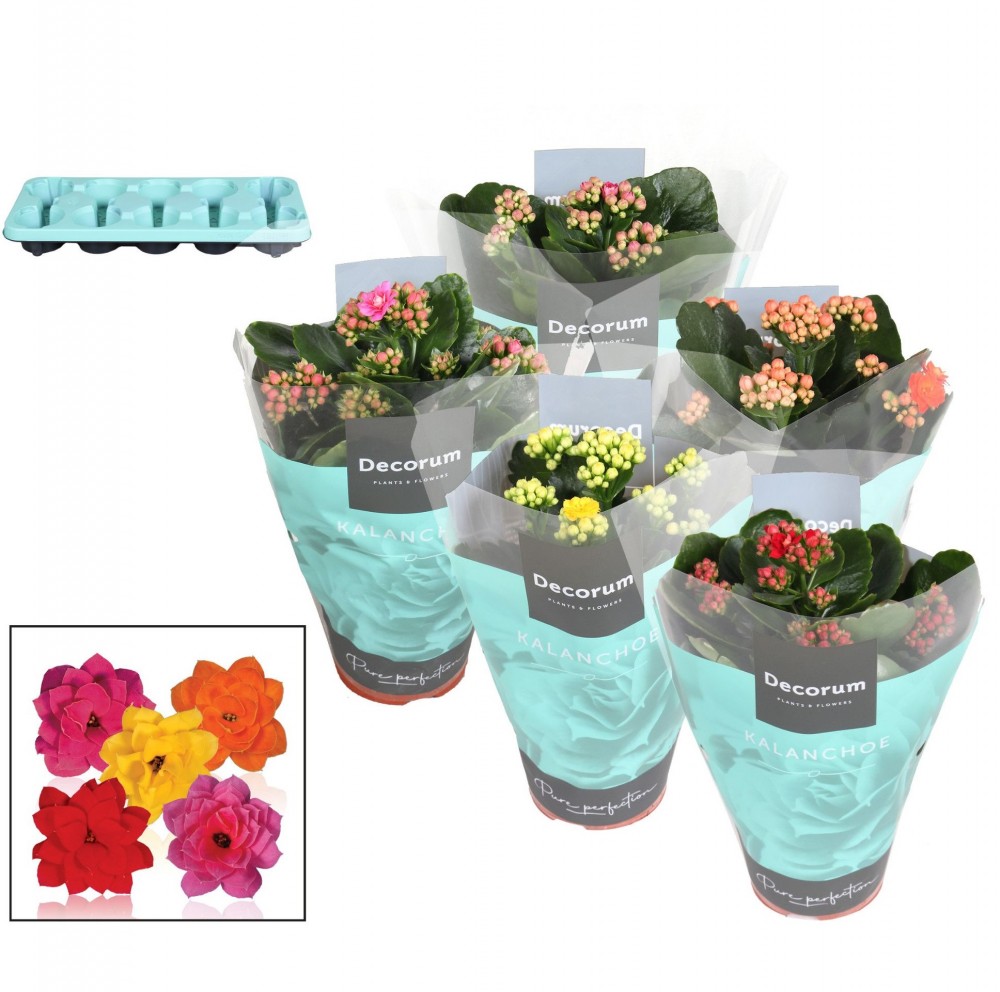 Plants Kalanchoë 5Colors Mix multicolor 23 A1 Decorum Netherlands comprar al por mayor en M-Flowers