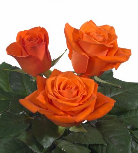 Rose Spritz 50 A1 Eden Roses EC buy wholesale on M-Flowers