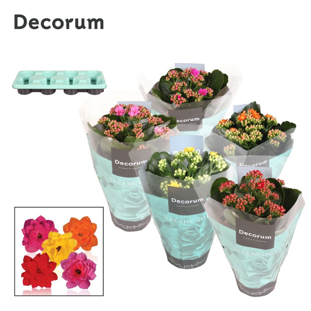 Plants Kalanchoë Mix12 multicolor 24 A1 Decorum Netherlands buy wholesale on M-Flowers