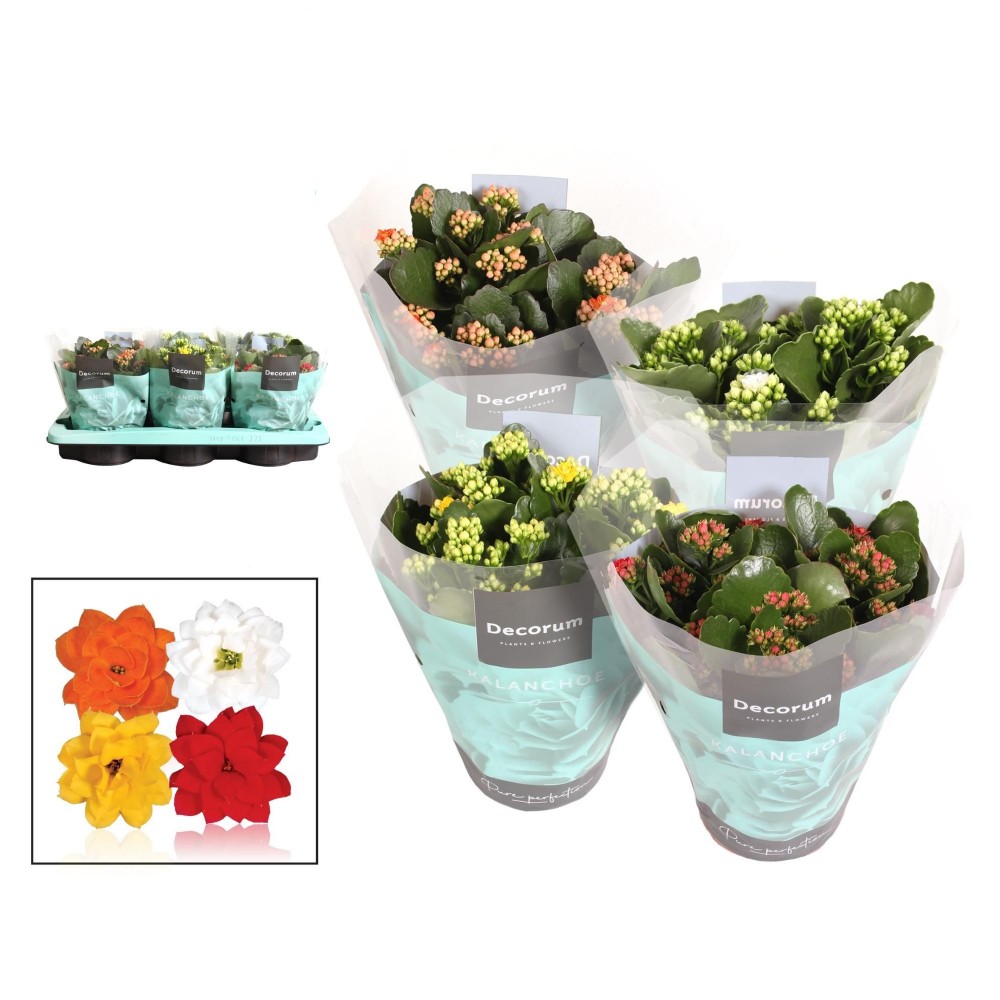 Plants Kalanchoë Mix15 26 A1 Decorum NL купить оптом на M-Flowers