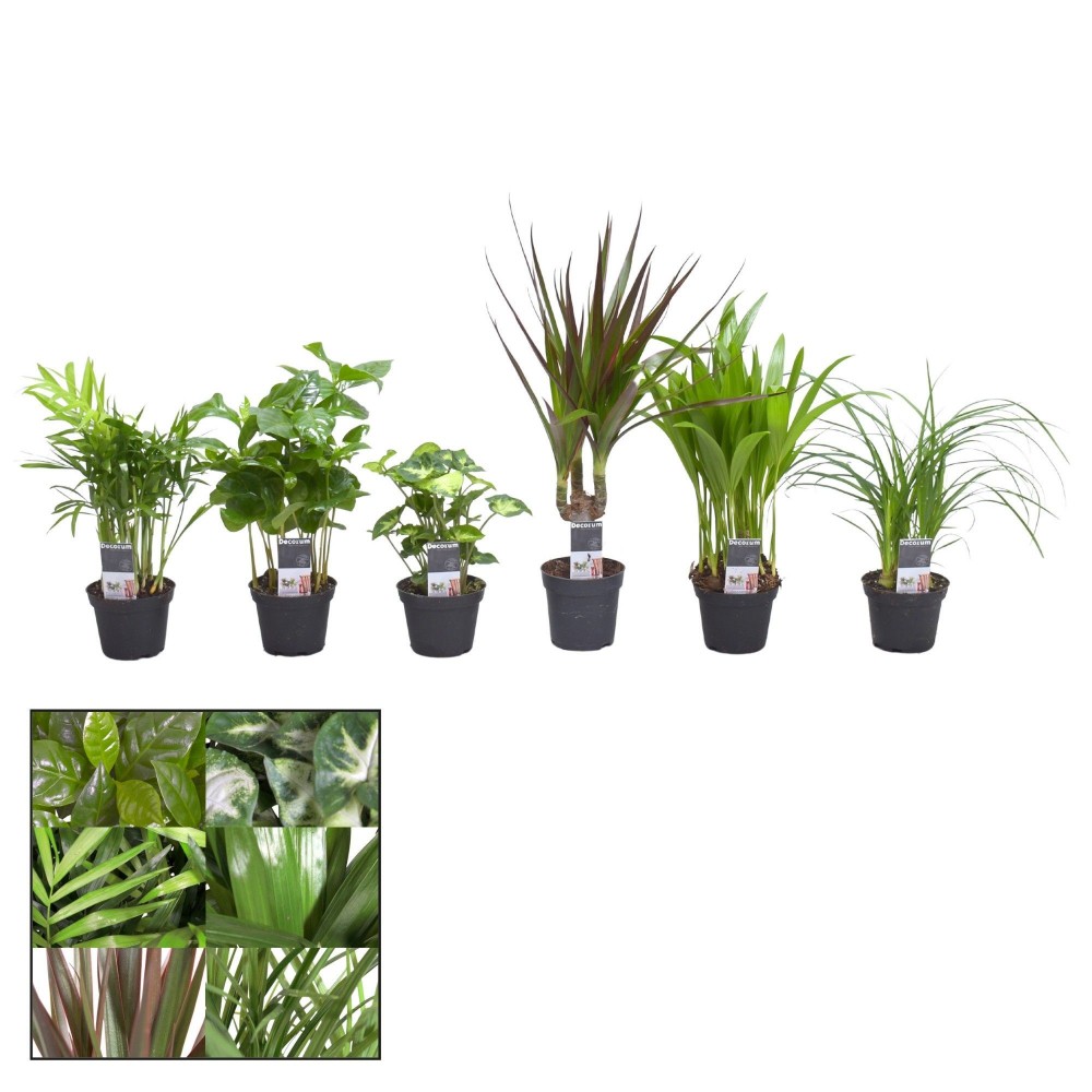 Plants Keen on Green mix Indiana 15 A1 Decorum NL comprar al por mayor en M-Flowers