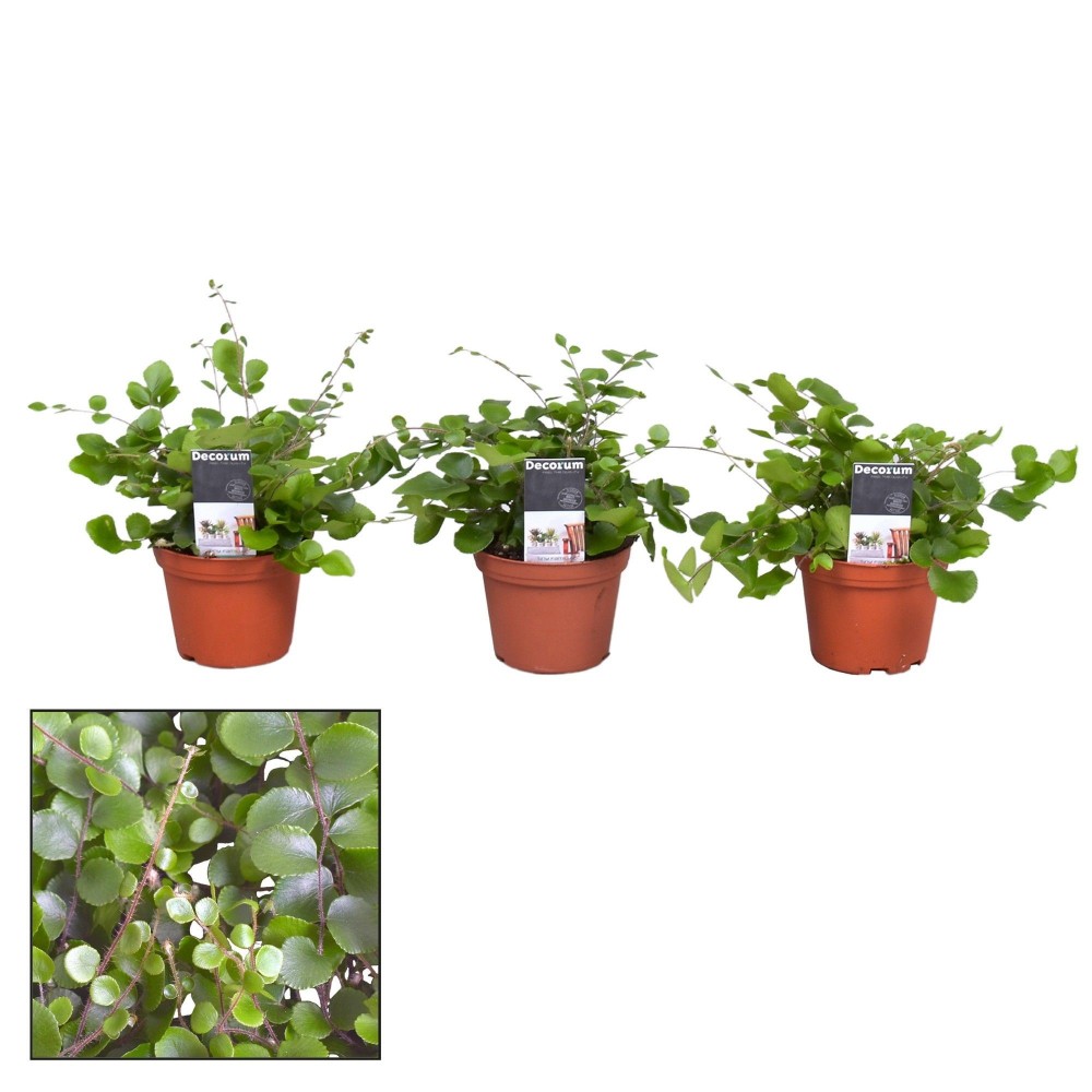 Plants Pellaea rotundifolia green 10 A1 Decorum Netherlands comprar al por mayor en M-Flowers