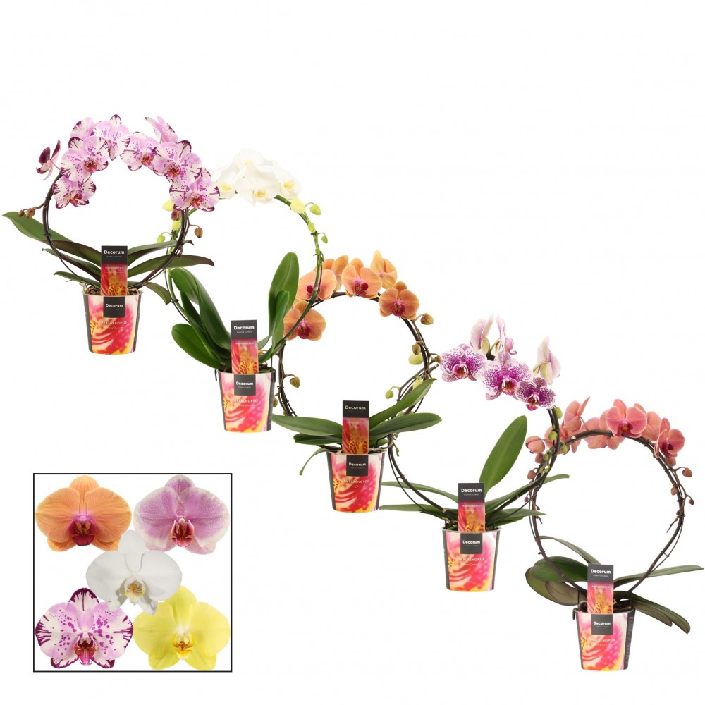Plants Phalaenopsis boog mix 45 A1 Decorum NL buy wholesale on M-Flowers