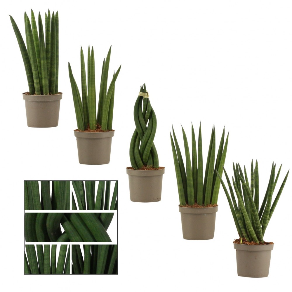 Plants Sansevieria Cylindrica mix 25 A1 Decorum NL comprar al por mayor en M-Flowers