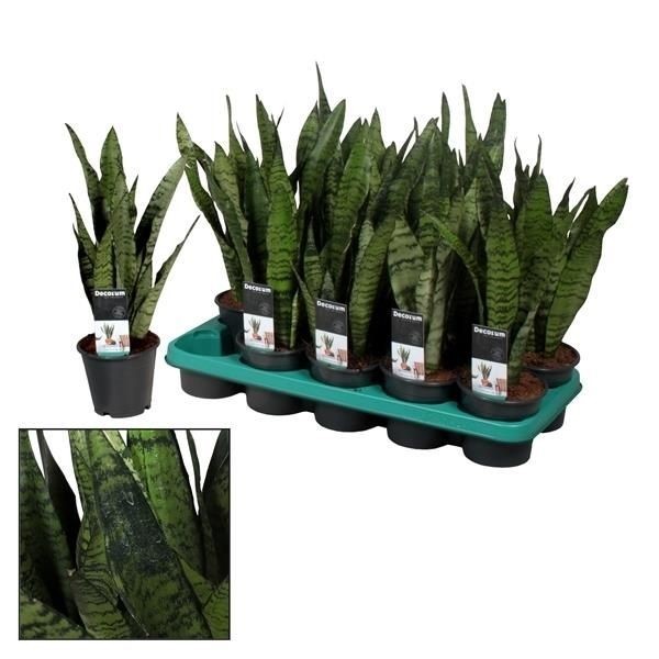 Plants Sansevieria Spearmint (8+ blad) (Decorum) 45 A1 Decorum NL купить оптом на M-Flowers