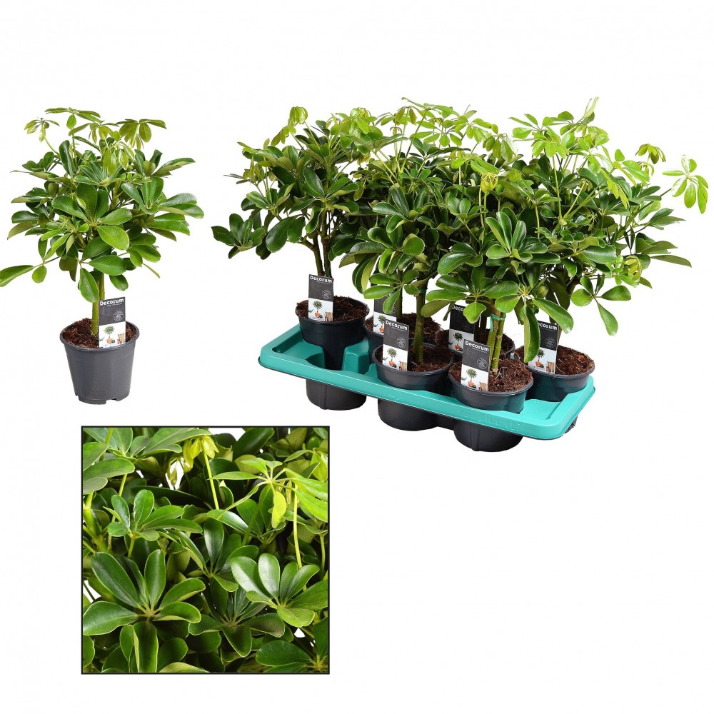 Plants Schefflera Compacta (Nora) op stam green 45 A1 Decorum Netherlands buy wholesale on M-Flowers