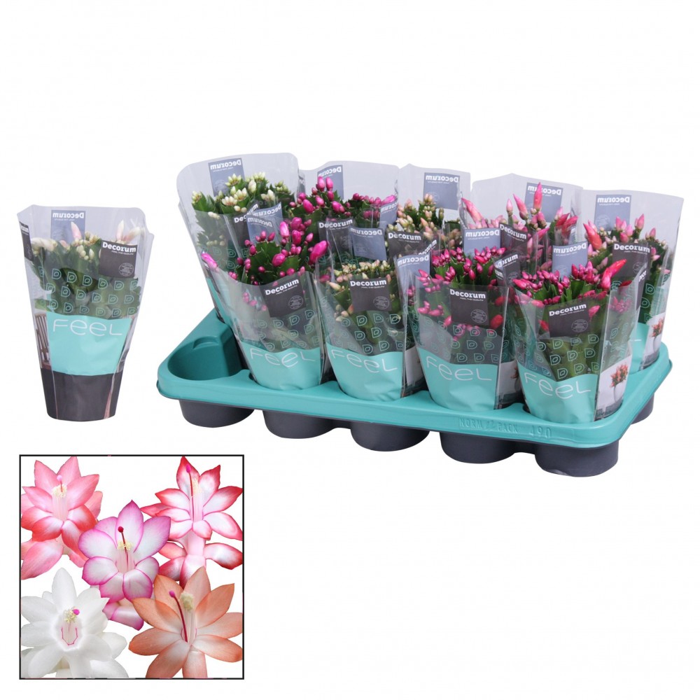 Plants Schlumbergera Mix met hoes 20 A1 Decorum NL купить оптом на M-Flowers