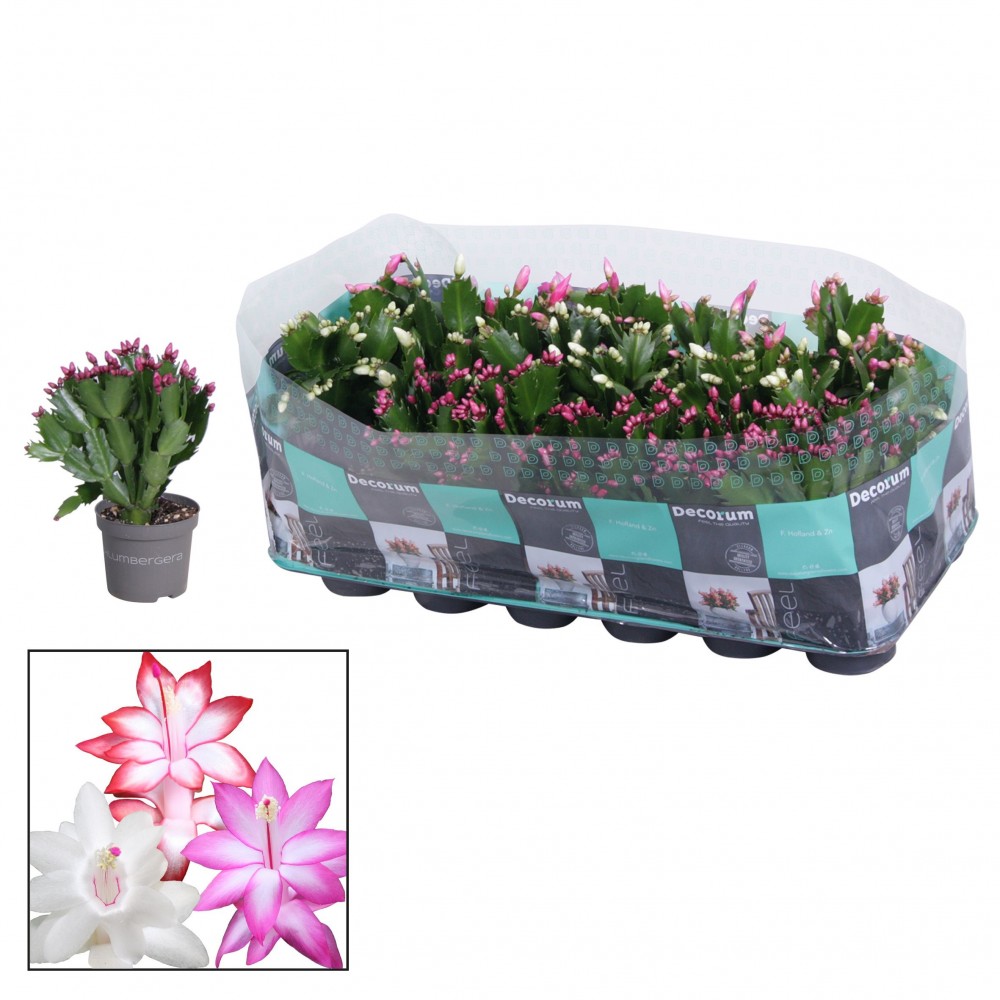 Plants Schlumbergera Mix multicolor 18 A1 Decorum Netherlands comprar al por mayor en M-Flowers