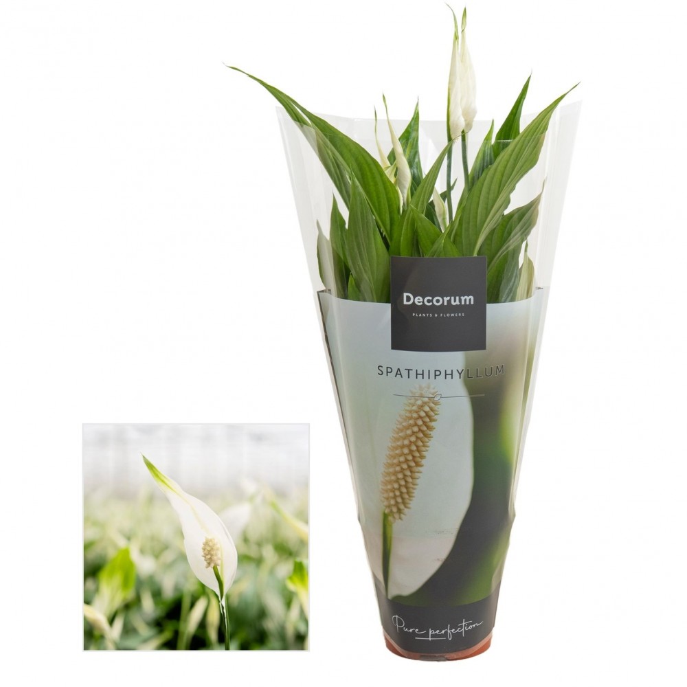 Plants Spathiphyllum Torelli 40 A1 Decorum NL buy wholesale on M-Flowers