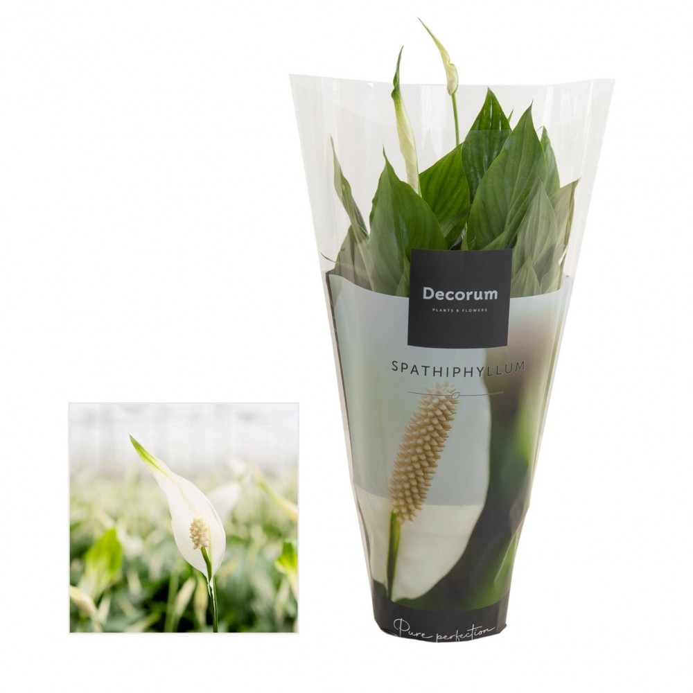 Plants Spathiphyllum Bellini green 40 A1 Decorum Netherlands buy wholesale on M-Flowers