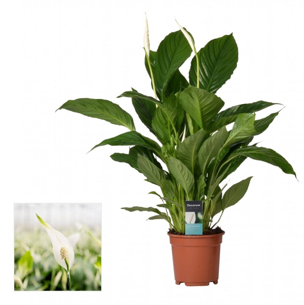 Plants Spathiphyllum Vivaldi green 65 A1 Decorum Netherlands купить оптом на M-Flowers