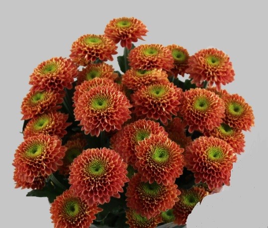 Chr t Souvenir Orange 70 A1 Zentoo NL buy wholesale on M-Flowers