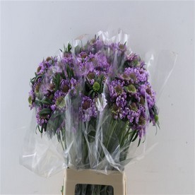 Scabiosa Peppermint Pink multicolor 60 A1 Scabiosa Peppermint Pink 60 A1 Much Flowers EC buy wholesale on M-Flowers
