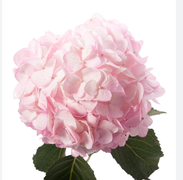 Hydrangea light pink light-pink 60 A1 Hydrangea light pink 60 A1 Condor CO comprar al por mayor en M-Flowers