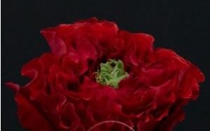 Garden Rose Red Monster multicolor 50 A1 Garden Rose Red Monster 50 A1 EMFACC MAGIC ROSES EC buy wholesale on M-Flowers