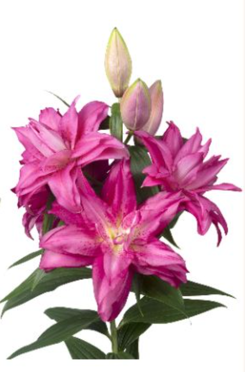 Li Or Du ROSELILY FLORETTA 4+ 95 A1 Decorum NL buy wholesale on M-Flowers