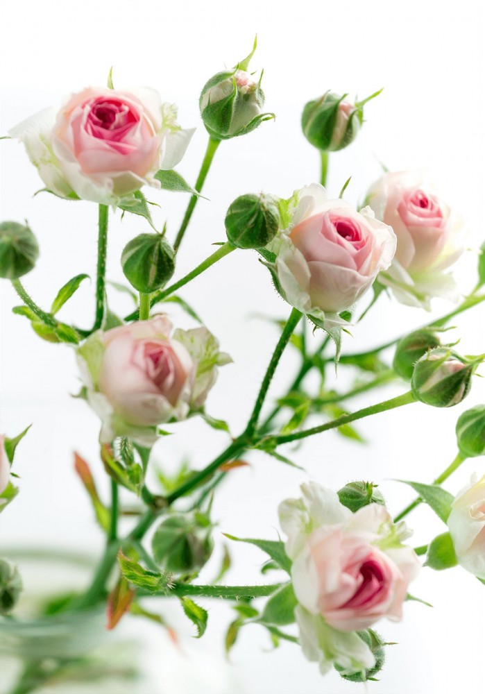 Spray roses Kate Lynn light-pink 50 A1 QUALIFERUS Russia comprar al por mayor en M-Flowers