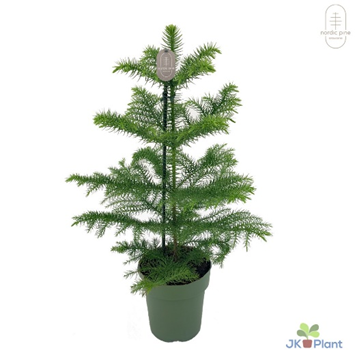 Plants Araucaria heterophylla12 10 A1 EFT NL buy wholesale on M-Flowers