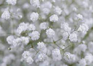 Gypsophila GRANDTASTIC Much Flowers | M-flowers – flowers