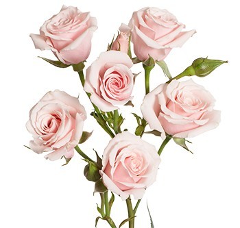 Spray roses PINK MAJOLICA light-pink 50 A1 Spray roses PINK MAJOLICA 50 A1 Much Flowers EC buy wholesale on M-Flowers